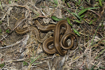 Natrix natrix persa